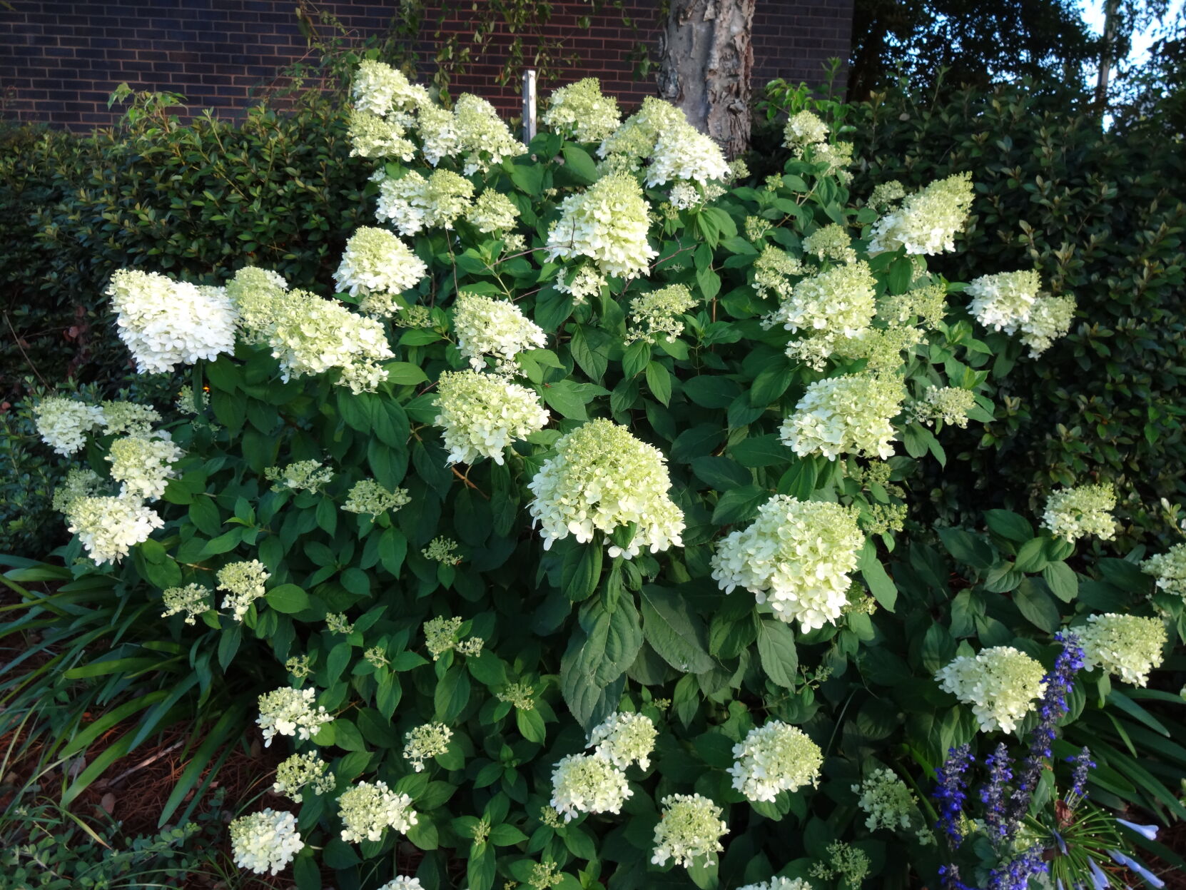 garden27d